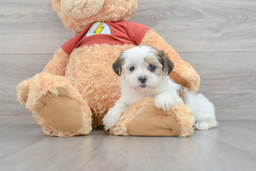 Funny Shih Poo Poodle Mix Pup