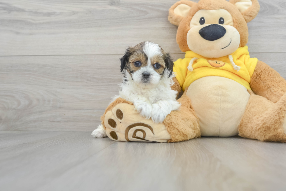 Hypoallergenic Shihpoo Poodle Mix Puppy