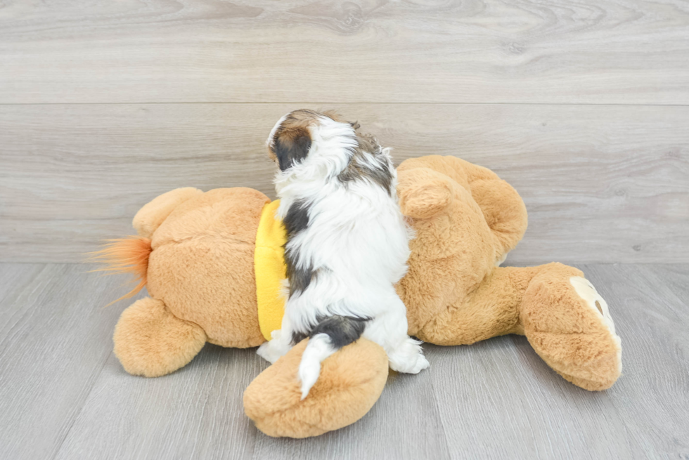 Hypoallergenic Shih Poo Poodle Mix Puppy