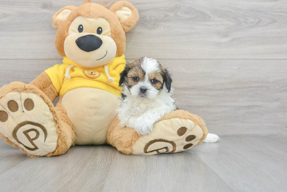 Playful Shihpoo Poodle Mix Puppy