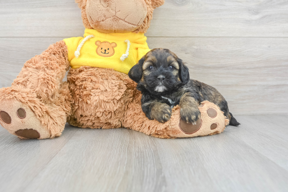 Adorable Shihpoo Poodle Mix Puppy