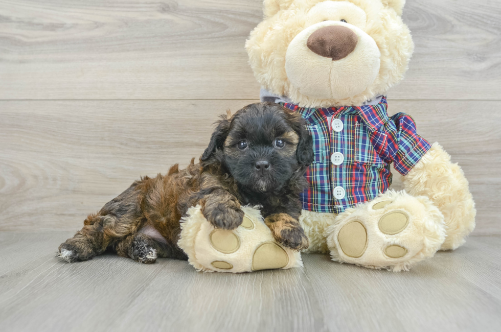 6 week old Shih Poo Puppy For Sale - Premier Pups