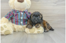 Cute Shih Poo Baby