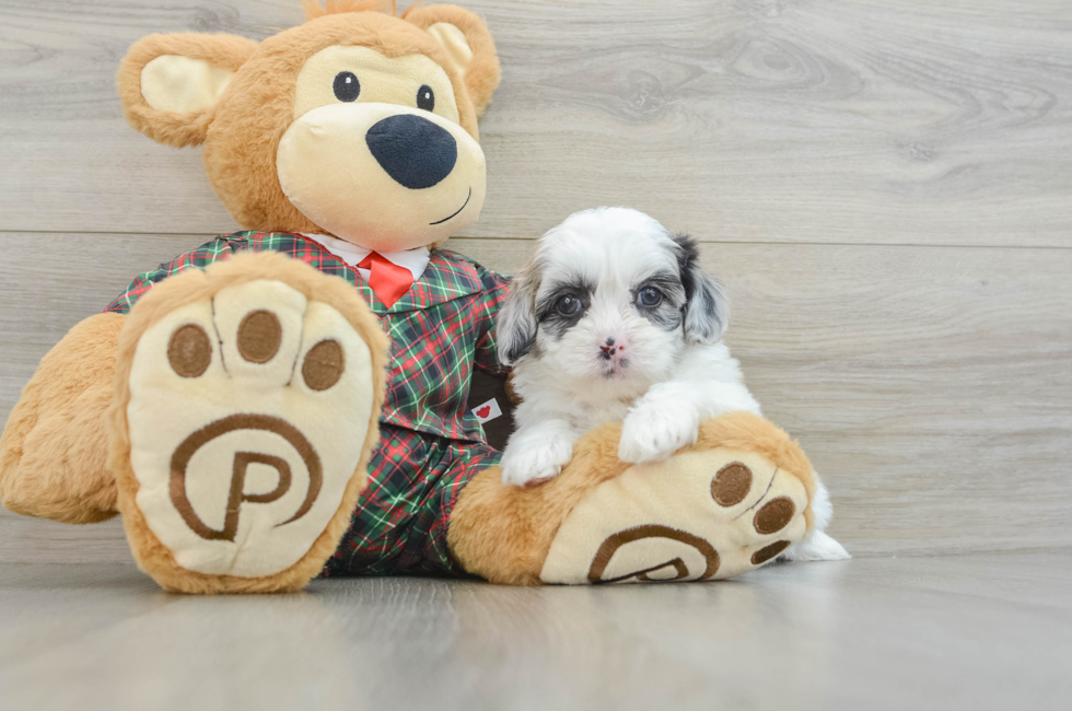 5 week old Shih Poo Puppy For Sale - Premier Pups