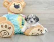 6 week old Shih Poo Puppy For Sale - Premier Pups