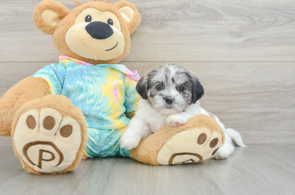 5 week old Shih Poo Puppy For Sale - Premier Pups