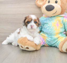 7 week old Shih Poo Puppy For Sale - Premier Pups