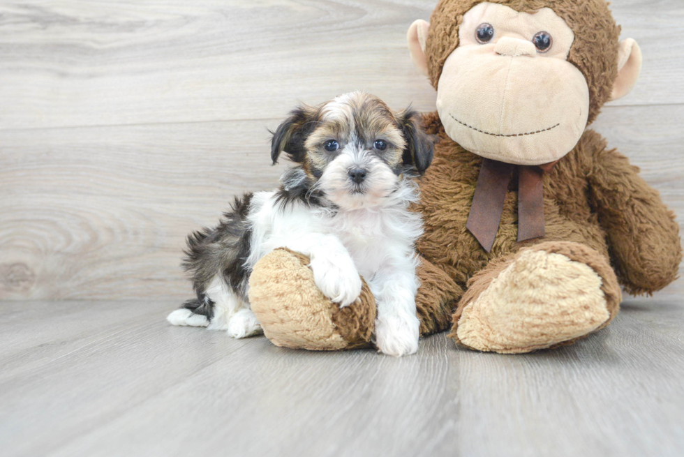 Playful Shihpoo Poodle Mix Puppy