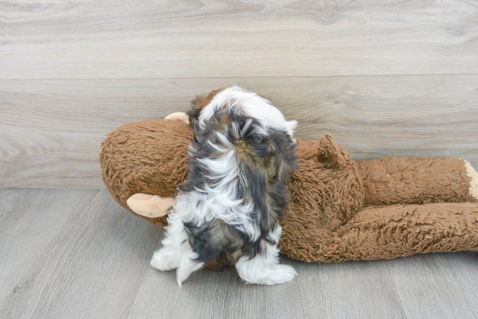 Funny Shih Poo Poodle Mix Pup