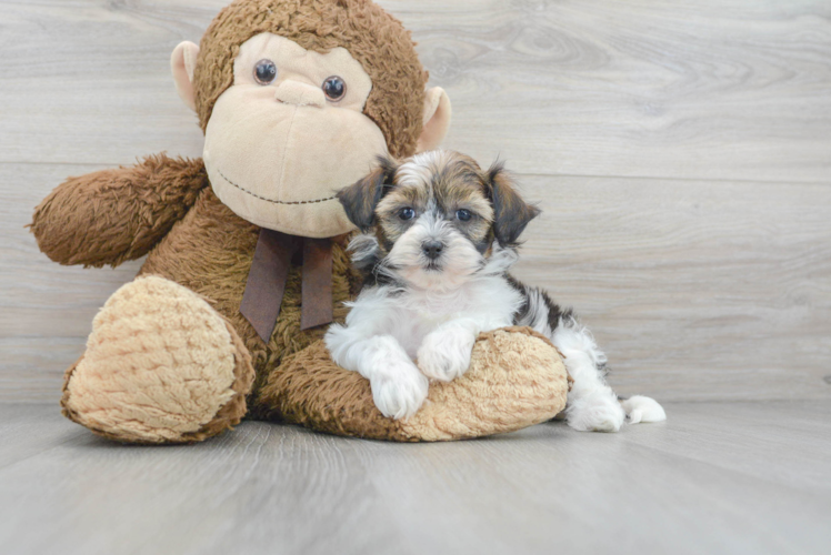 Fluffy Shih Poo Poodle Mix Pup