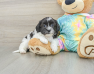 6 week old Shih Poo Puppy For Sale - Premier Pups