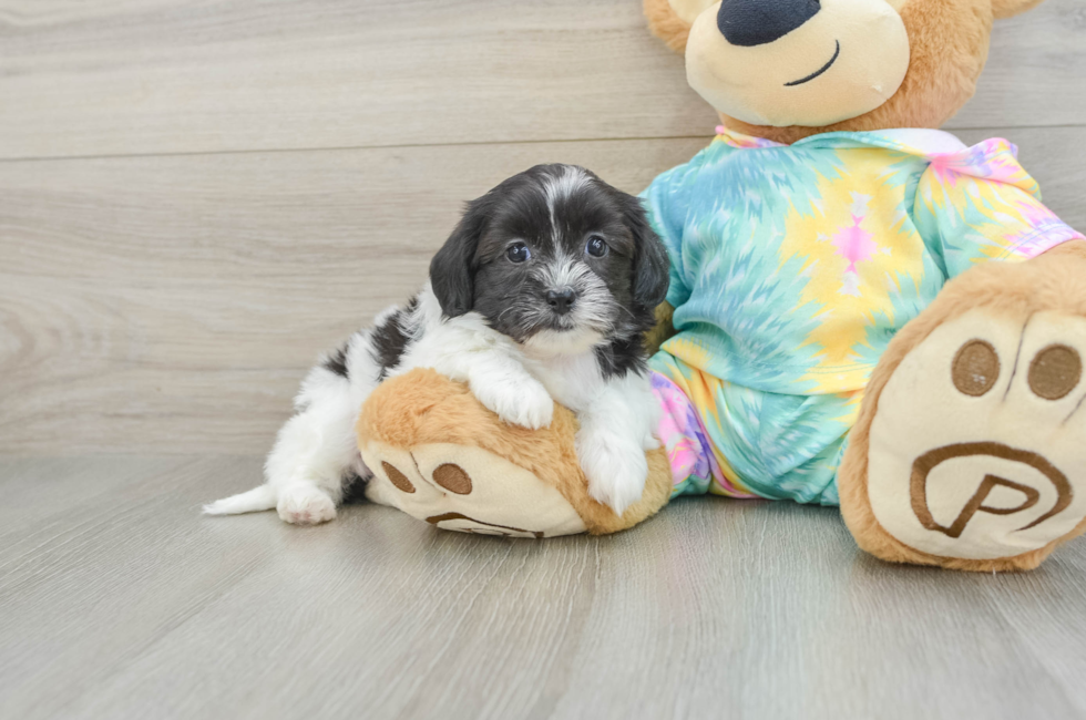 5 week old Shih Poo Puppy For Sale - Premier Pups