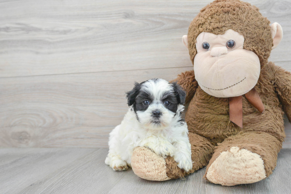 Best Shih Poo Baby