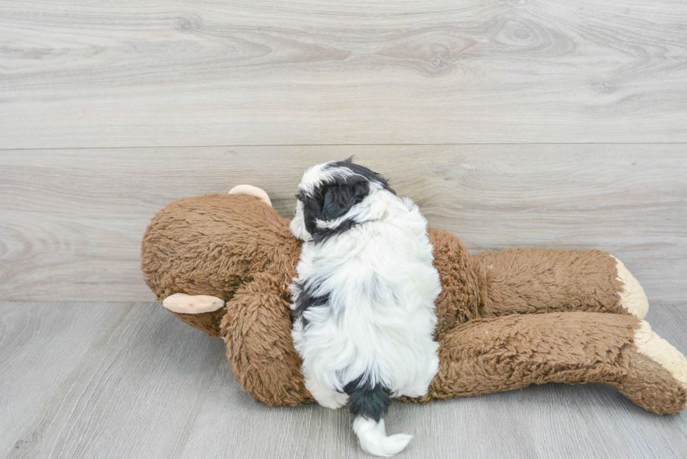 Cute Shih Poo Baby