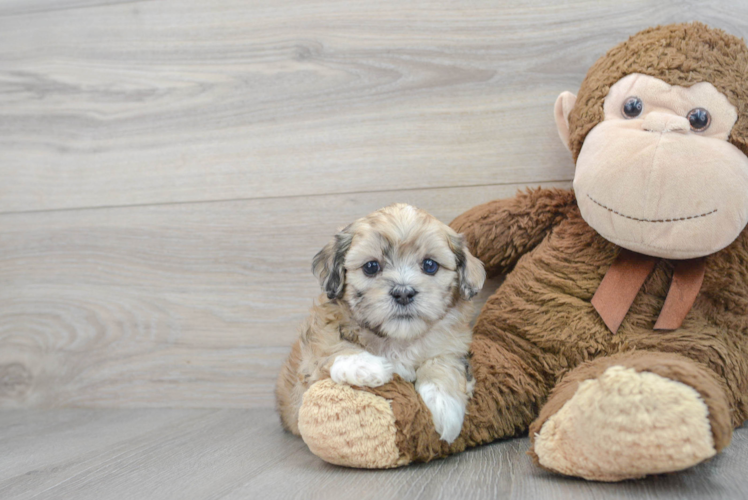 Sweet Shih Poo Baby