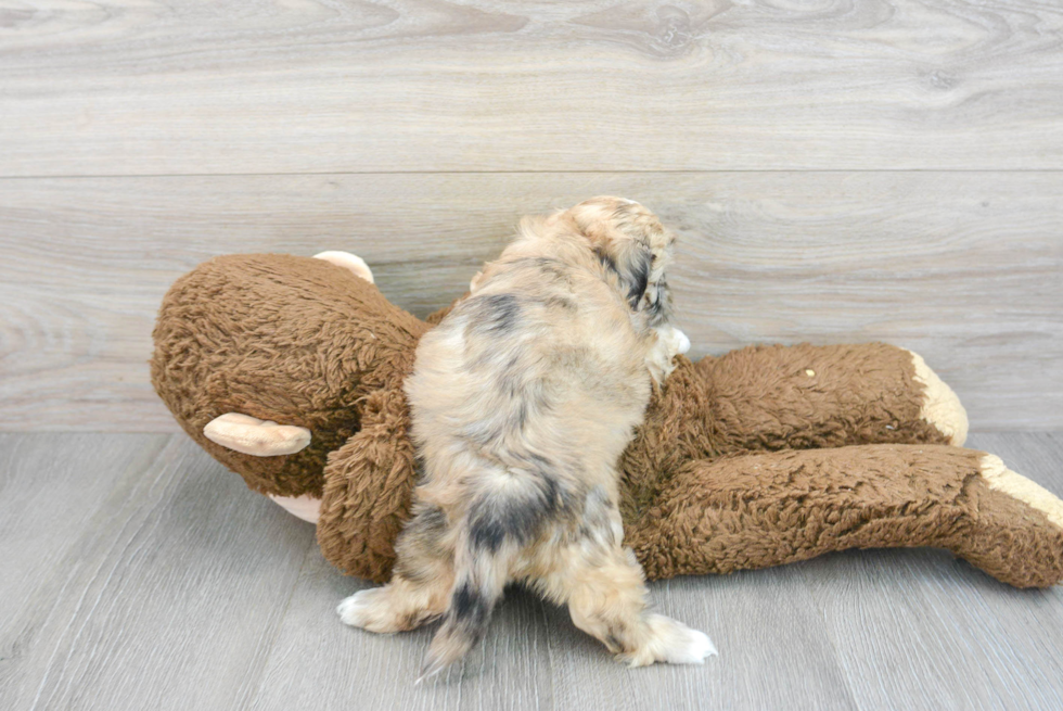 Shih Poo Puppy for Adoption