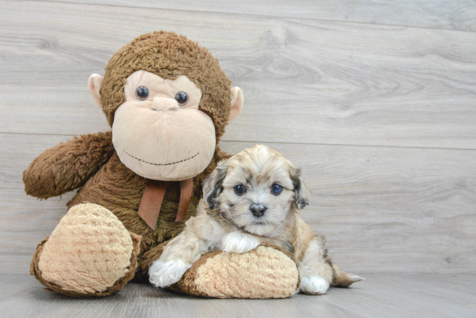 Shih Poo Puppy for Adoption