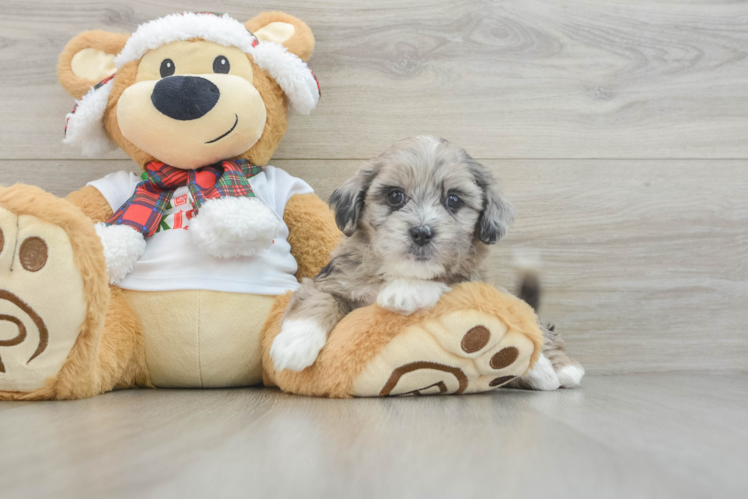 Friendly Shih Poo Baby