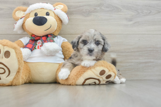 Friendly Shih Poo Baby