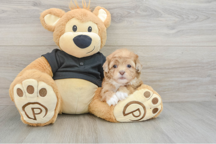 Best Shih Poo Baby