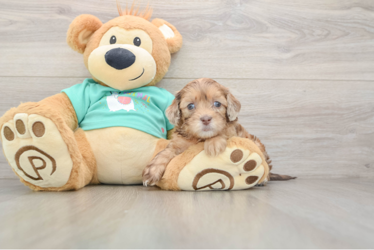 Popular Shih Poo Poodle Mix Pup