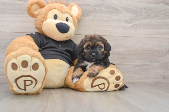 Shih Poo Puppy for Adoption