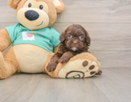 7 week old Shih Poo Puppy For Sale - Premier Pups