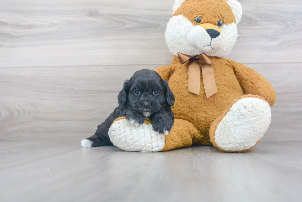 Adorable Shihpoo Poodle Mix Puppy