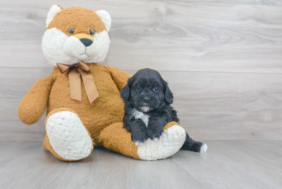 Little Shihpoo Poodle Mix Puppy