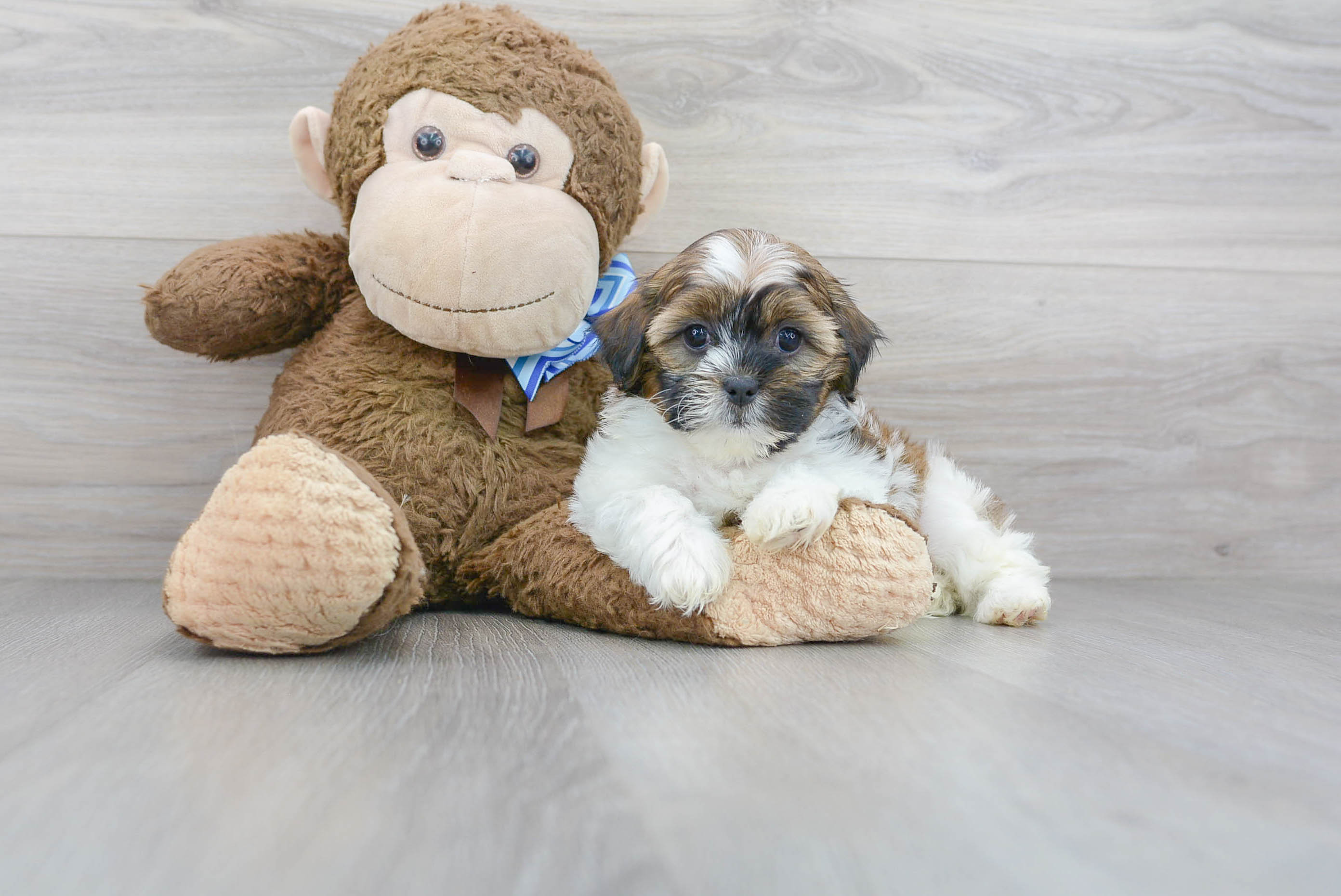Best Shih Poo Baby