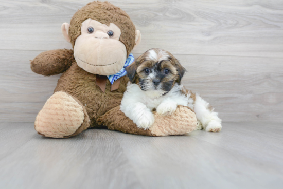 Best Shih Poo Baby