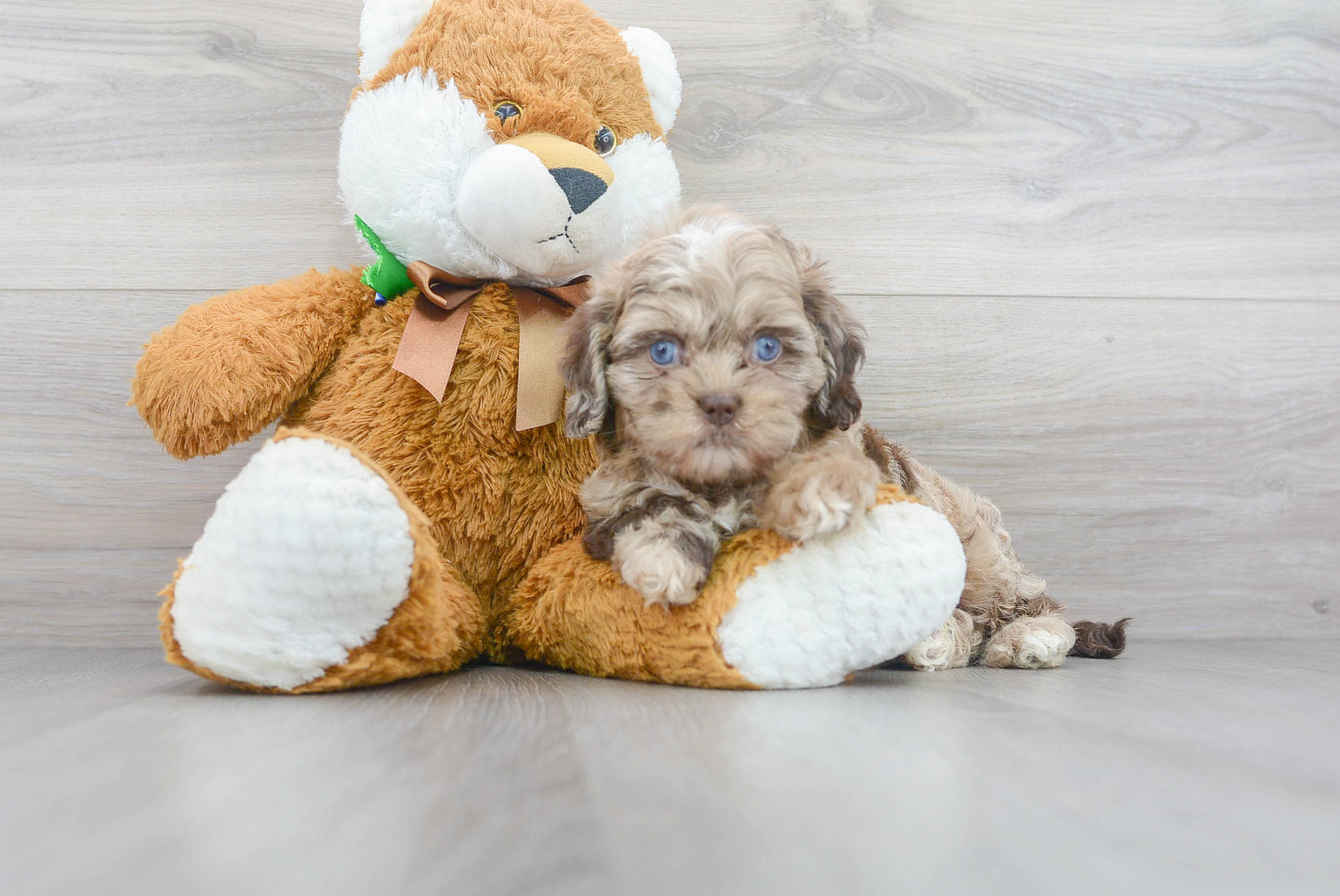 Playful Shihpoo Poodle Mix Puppy