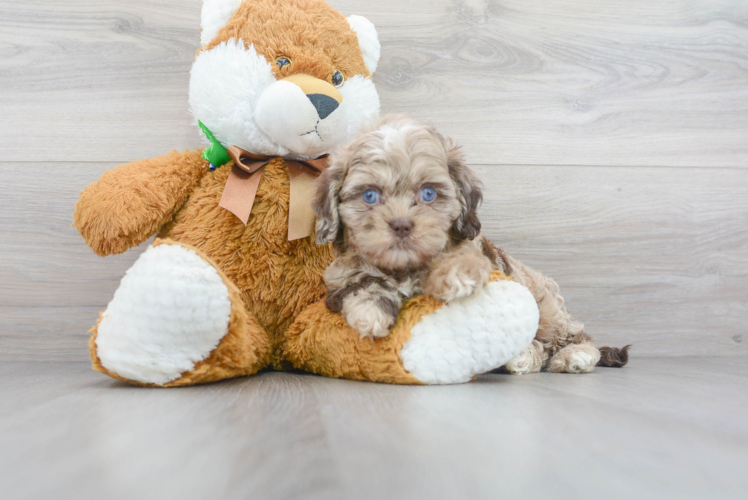 Playful Shihpoo Poodle Mix Puppy