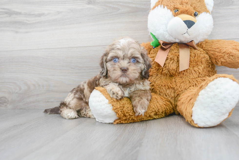 Little Shih Poo Poodle Mix Puppy