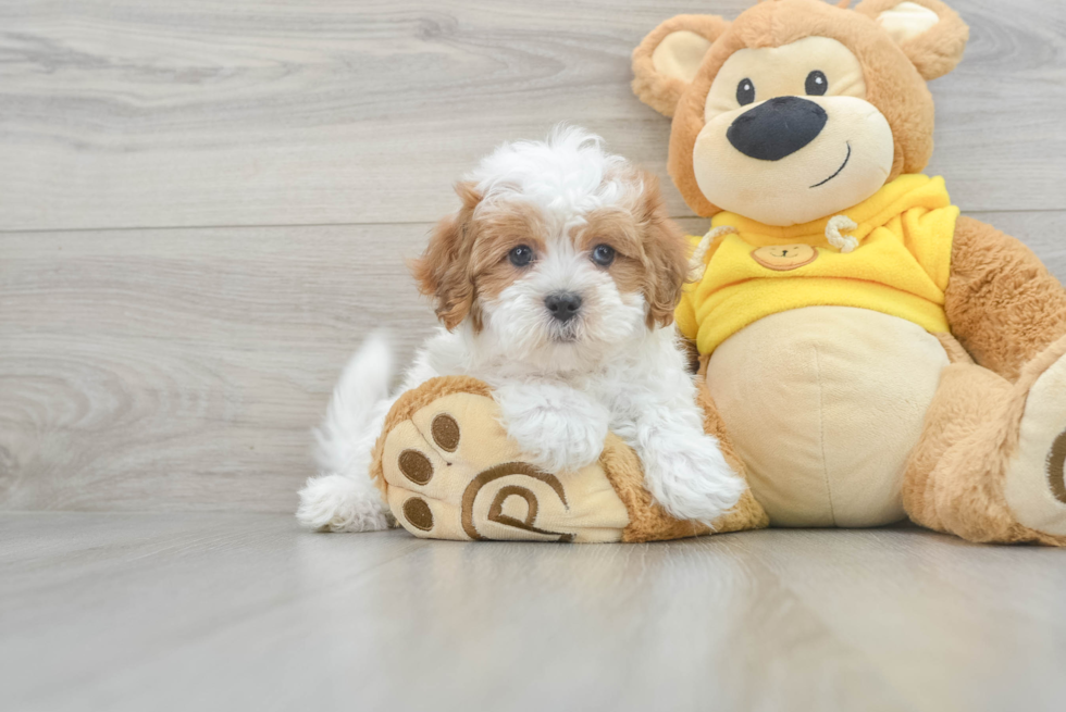 Friendly Shih Poo Baby