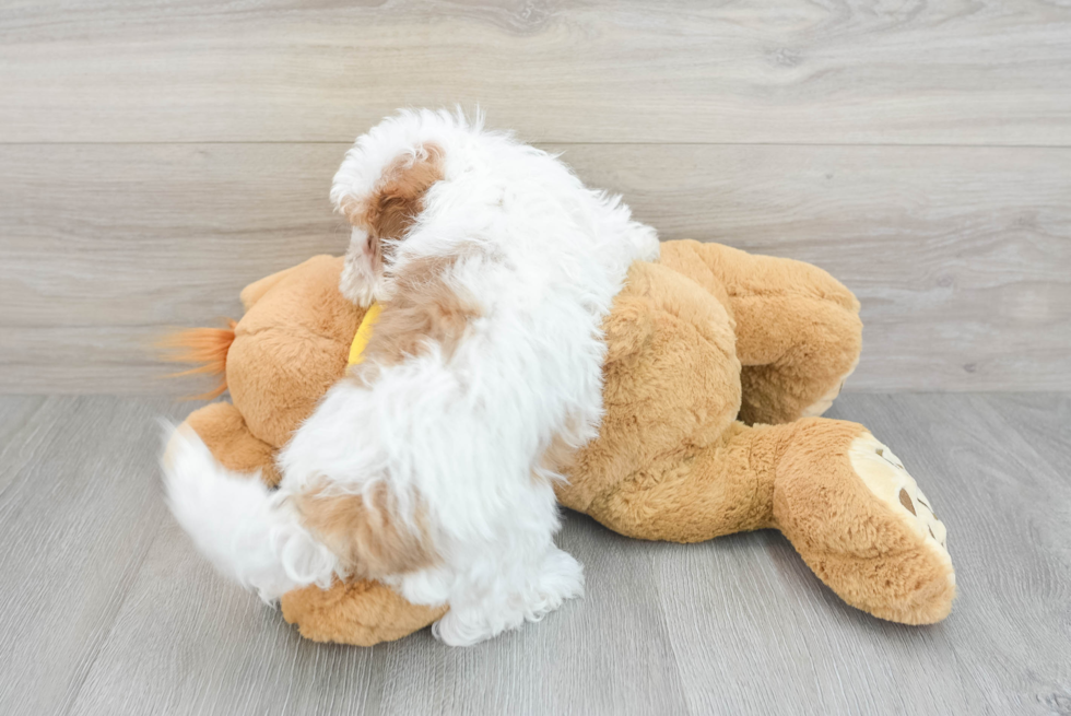 Shih Poo Puppy for Adoption