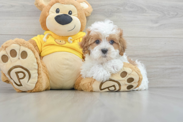 Popular Shih Poo Poodle Mix Pup