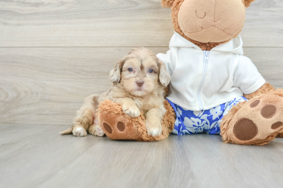 Petite Shih Poo Poodle Mix Pup