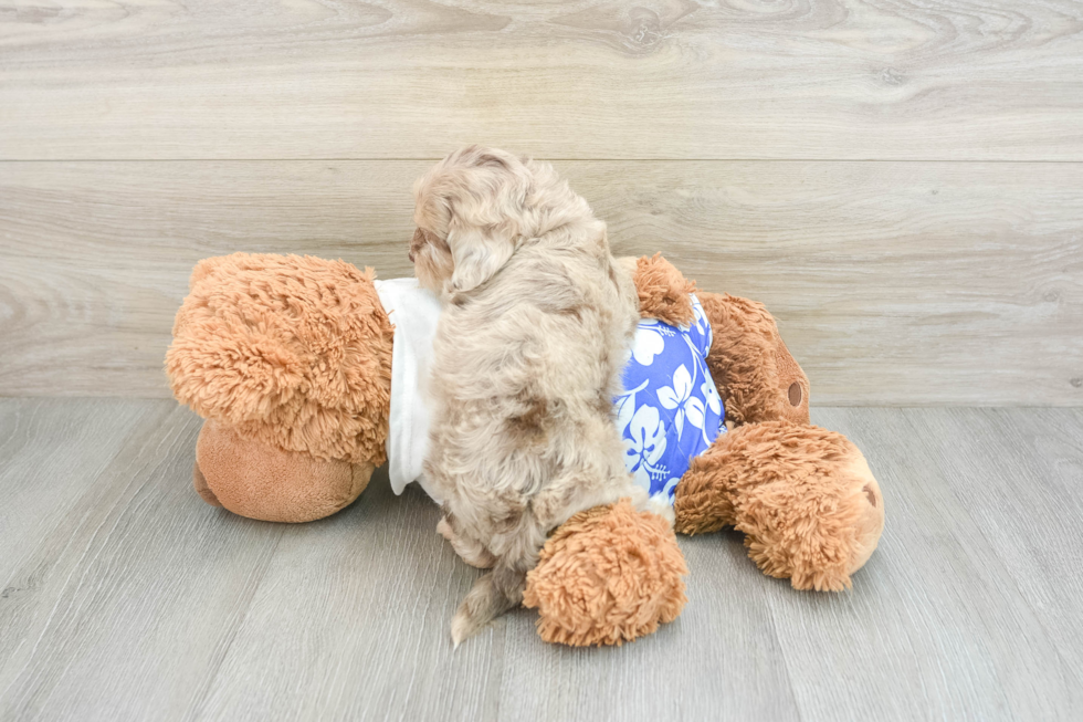 Adorable Shih Poo Poodle Mix Puppy