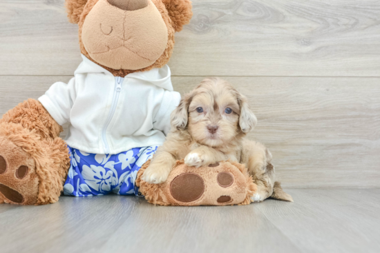 Shih Poo Puppy for Adoption