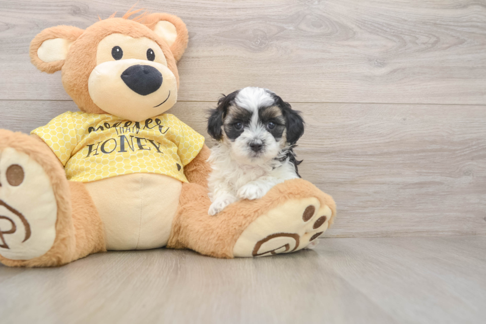 Happy Shih Poo Baby