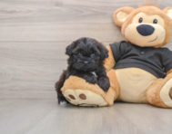 5 week old Shih Poo Puppy For Sale - Premier Pups