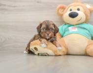 8 week old Shih Poo Puppy For Sale - Premier Pups