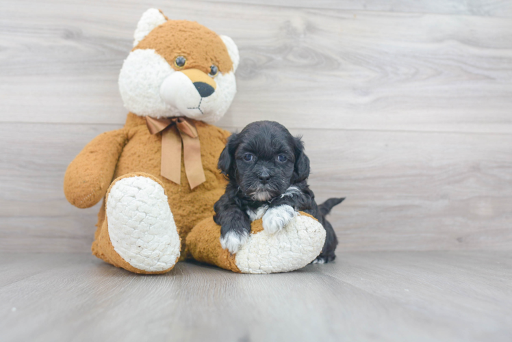 Best Shih Poo Baby