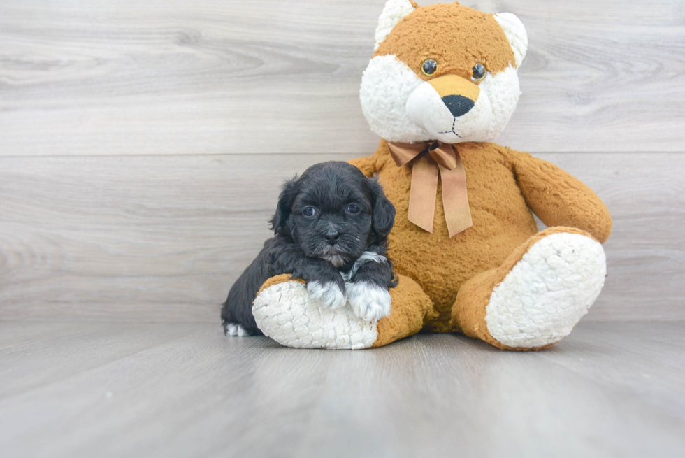 Friendly Shih Poo Baby