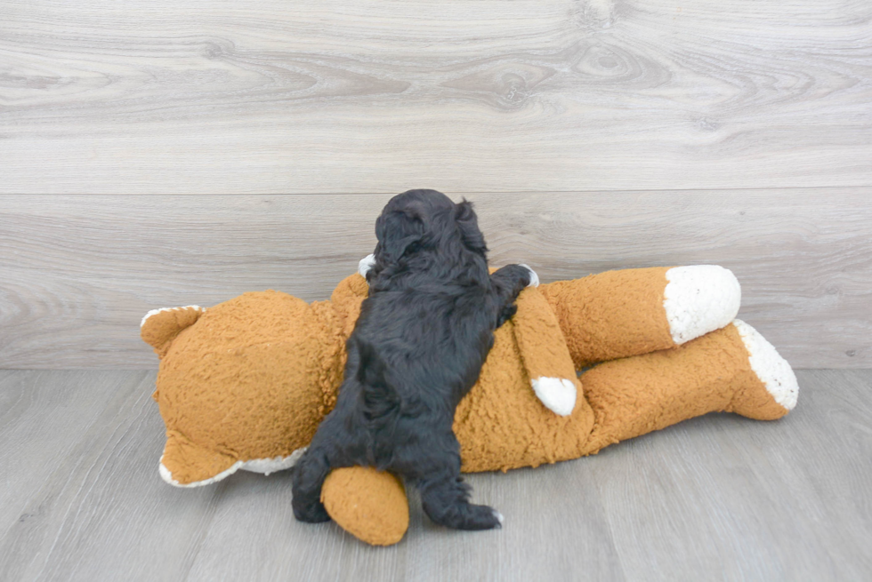 Sweet Shih Poo Baby