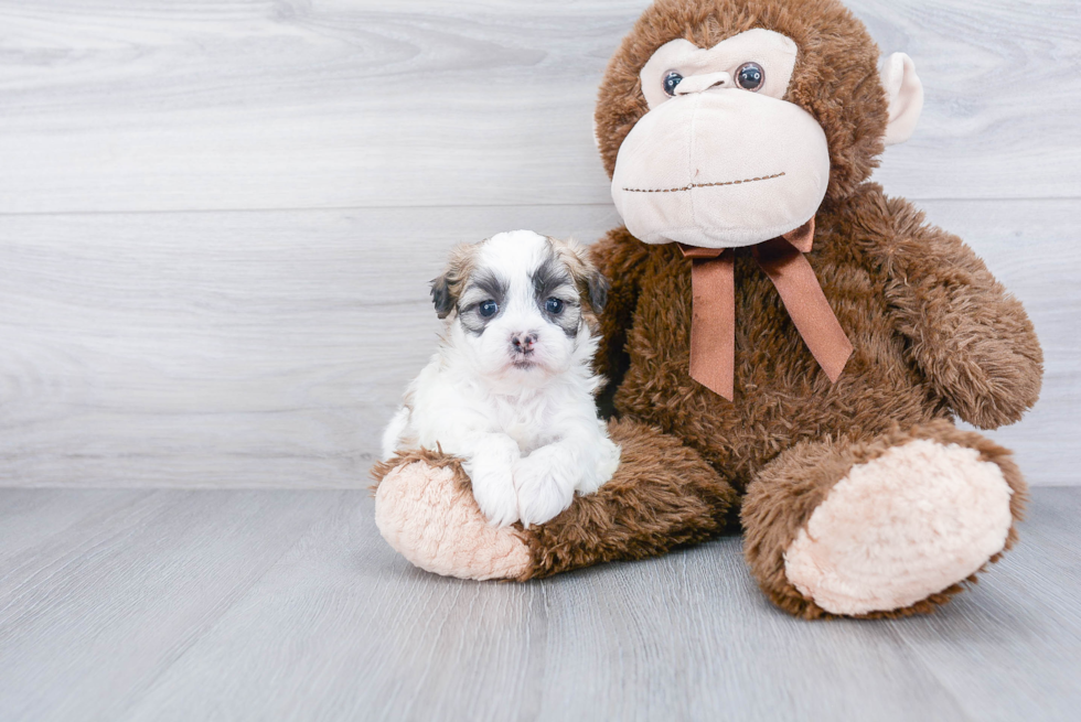 Shih Poo Puppy for Adoption