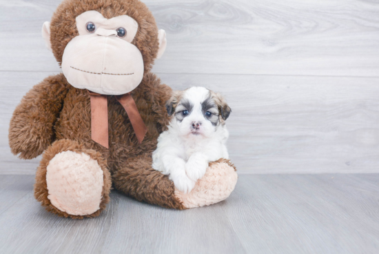 Best Shih Poo Baby