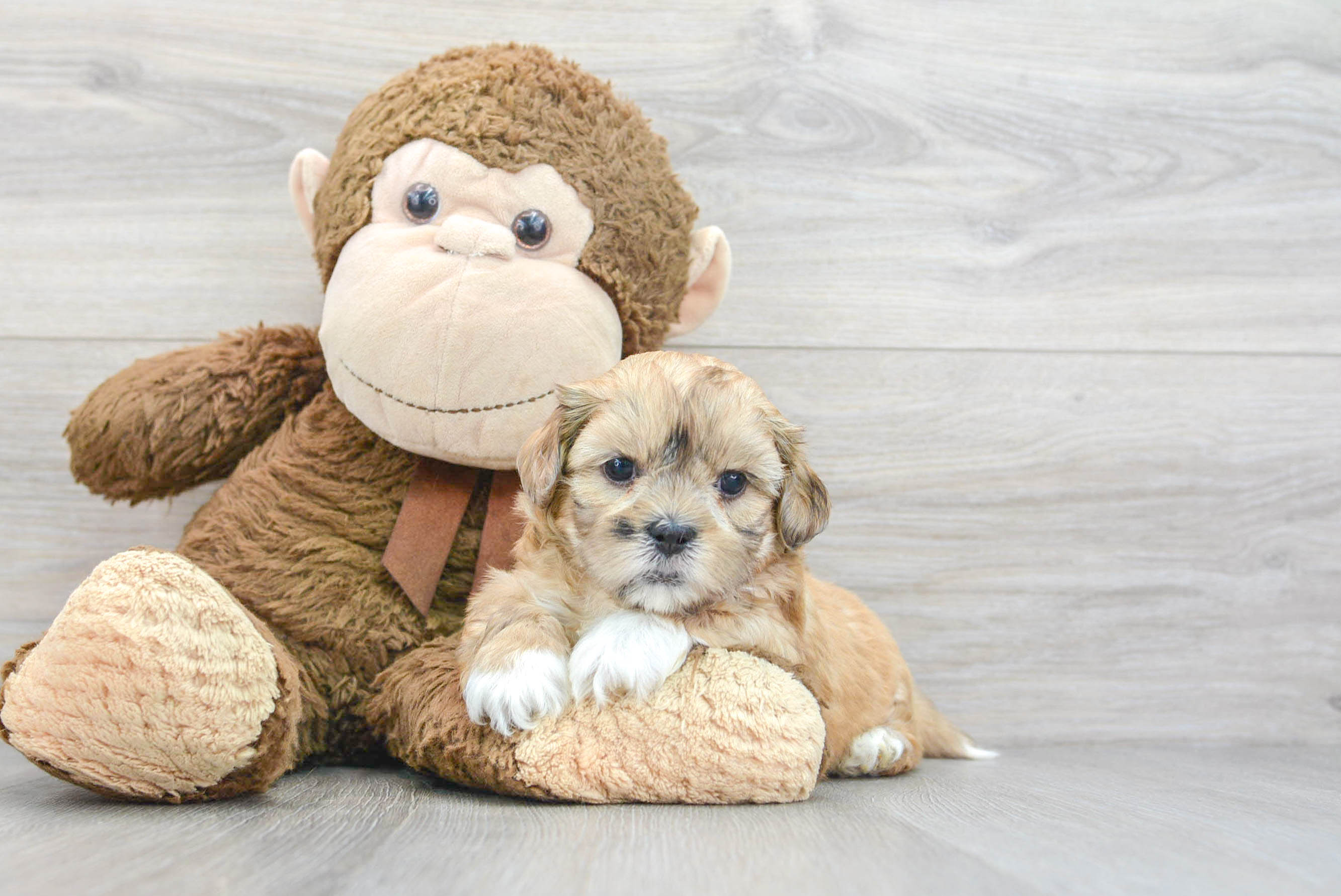 Cute Shih Poo Baby