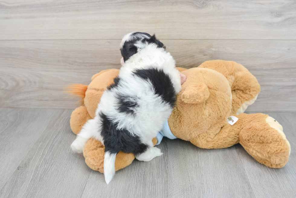 Happy Shih Poo Baby